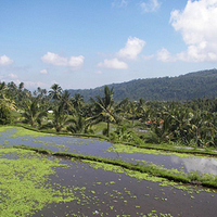 Photo de Bali - Banjar et Gitgit